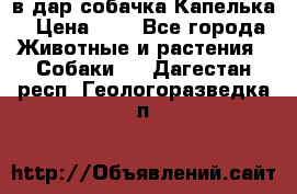 в дар собачка Капелька › Цена ­ 1 - Все города Животные и растения » Собаки   . Дагестан респ.,Геологоразведка п.